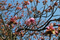 Cerisier en Fleur au Parc de Sceaux