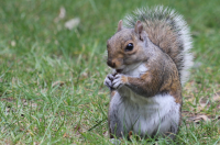 Un écureuil dans le parc de greenwich