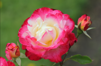 Une des roses du jardin des roses de Greenwich