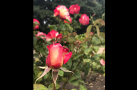 Le jardin des roses de Greenwich