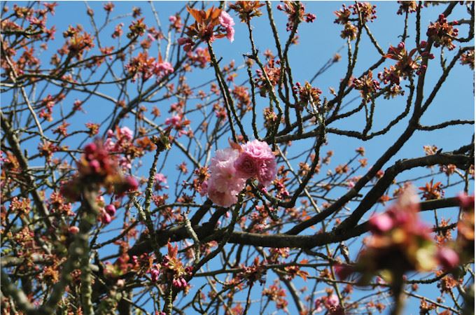 Cerisier en fleur
